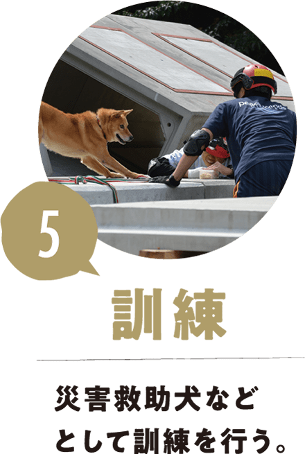 5.訓練 災害救助犬などとして訓練を行う。